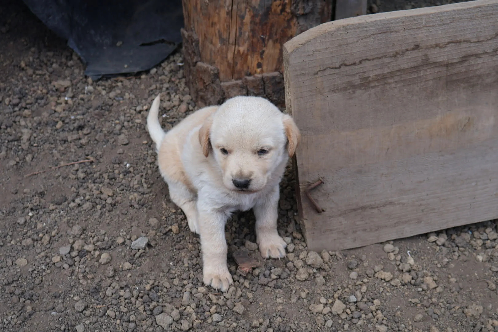 One of many cute pups at basecamp!