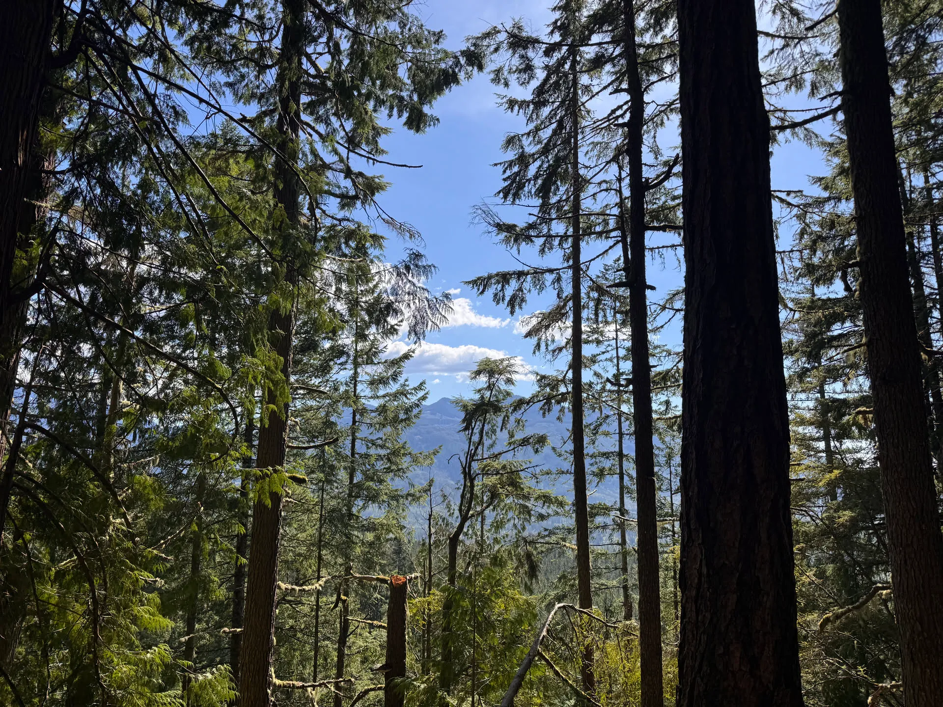 Views of the North Cascades in the background